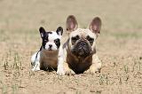 BOULEDOGUE FRANCAIS 355